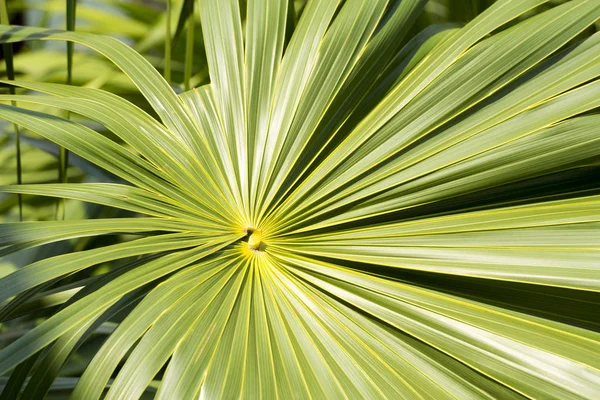 Groene Bladeren Ventilator Uit Vorming Van Een Achtergrond — Stockfoto