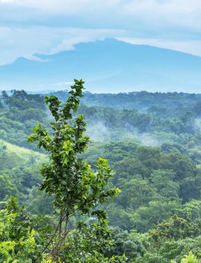 Meksika orman manzara