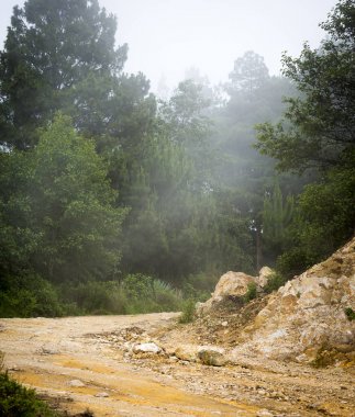 Misty orman Guatemala