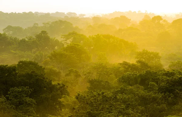 Copas das árvores do sol selva — Fotografia de Stock