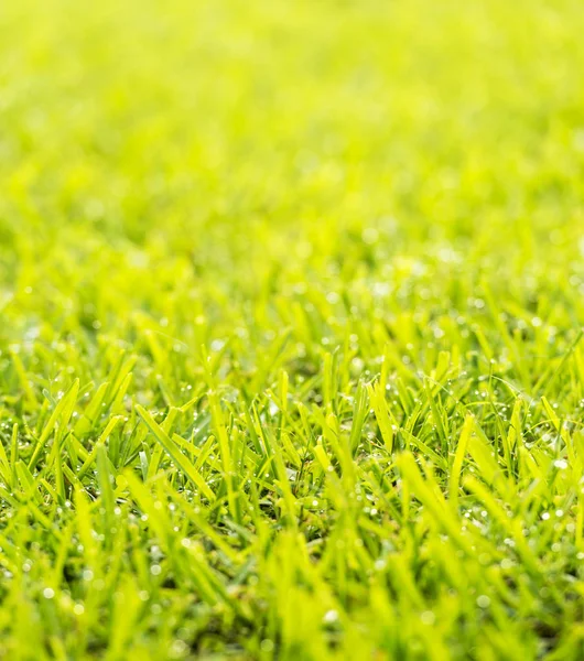 新鮮な朝露が付いている緑の草芝生は日光の低下します — ストック写真
