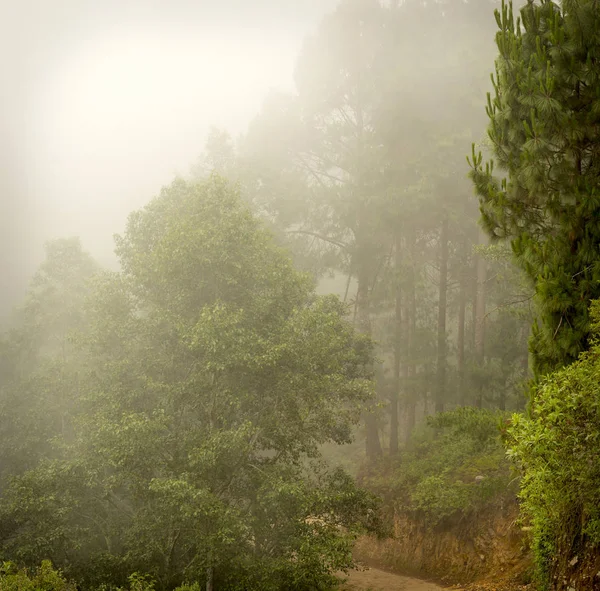 薄雾森林危地马拉 — 图库照片