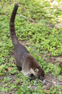Beyaz burunlu Coati Tikal Guatemala