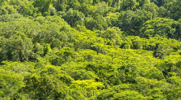Junglebaldakin Tikal Guatemala - Stock-foto