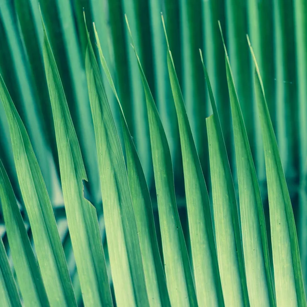 Palm frond Fundo — Fotografia de Stock