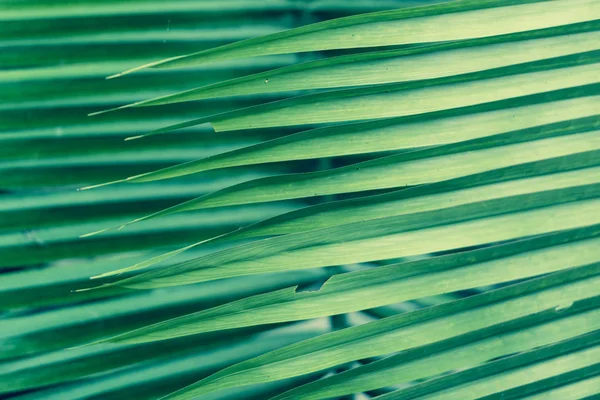 Tło liść paproci lub palmy — Zdjęcie stockowe