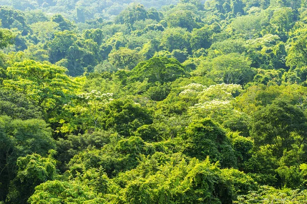绿色森林的背景 — 图库照片