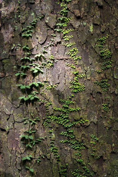 Groene wijnstokken als achtergrondstructuur — Stockfoto