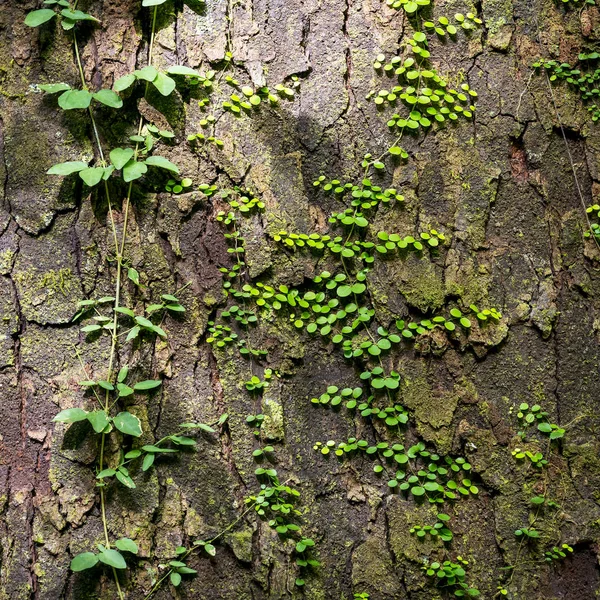 Groene wijnstokken als natuurlijke achtergrond — Stockfoto