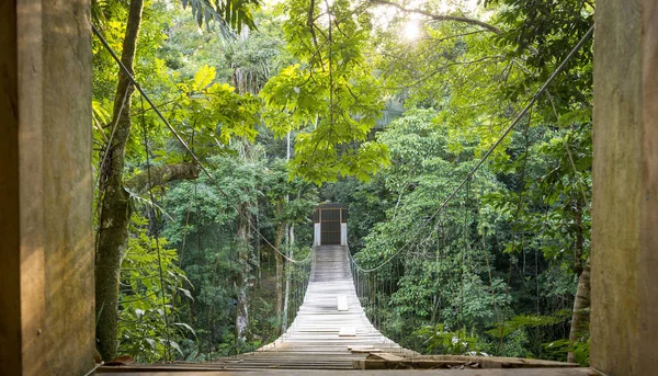 Jungle Bridge ensamhet scen — Stockfoto