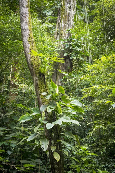 Svěží zelená džungle — Stock fotografie