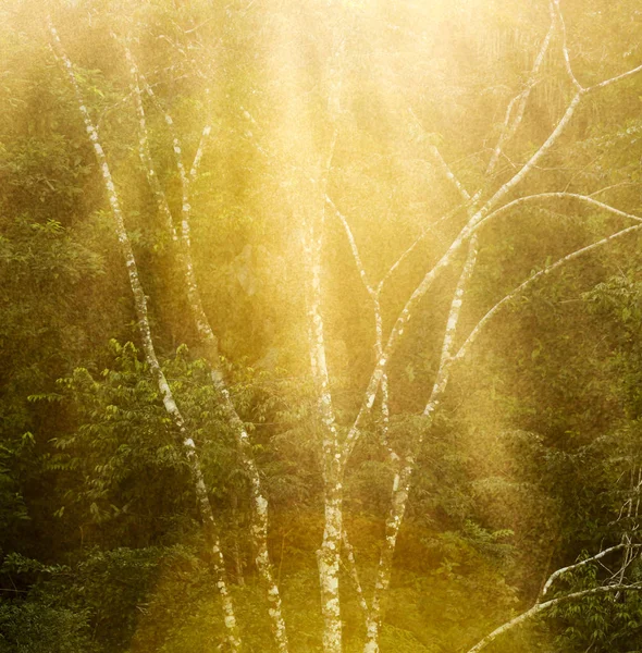 宁静的森林树背景 — 图库照片