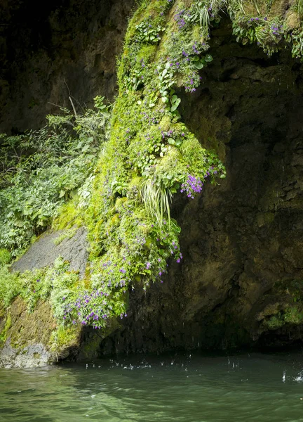 Doğa Arka Plan Yemyeşil Taşkın Yosun Noel Ağacı Şelale Chiapas — Stok fotoğraf