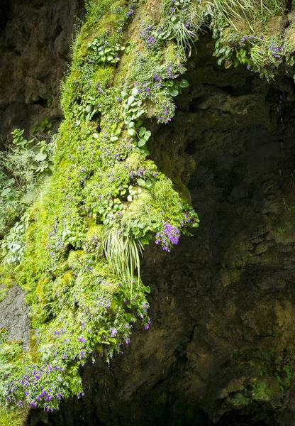 Abstract Nature Background Lush Overhanging Moss Flowers Christmas Tree Waterfall — Stock Photo, Image