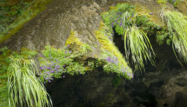 Abstrakt Natur Bakgrund Lummiga Överhängande Mossa Och Blommor Vattenfallet Julgran — Stockfoto