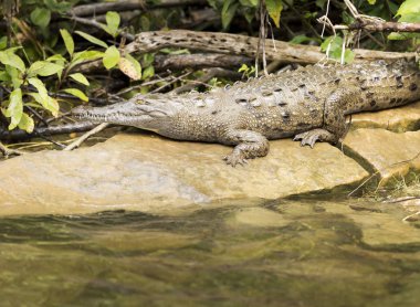 Timsah Sumidero Kanyon Chiapas, Meksika için nehir üzerinde