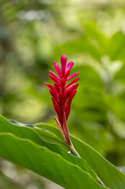 Alpinia Purpurata veya kırmızı zencefil canlı bir pembe tropikal bitki 