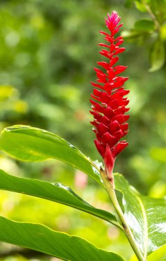 Kırmızı zencefil (Alpinia Purpurata) bir canlı pembe tropikal çiçek 