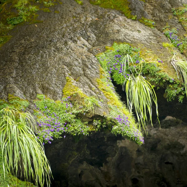 Abstract Nature Background Exush Overhanging Moss Flowers Christmas Tree Waterfall — Fotografia de Stock