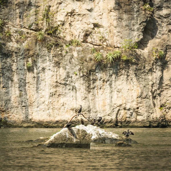 Ptáci Opalování Skále Mexiku Grijalva Řeka Kaňón Kaňon Chiapas — Stock fotografie