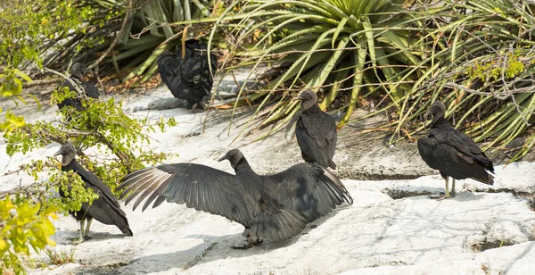 Black Vulture Sunbathing Sumidero Canyon Chiapas Mexico — Stock Photo, Image