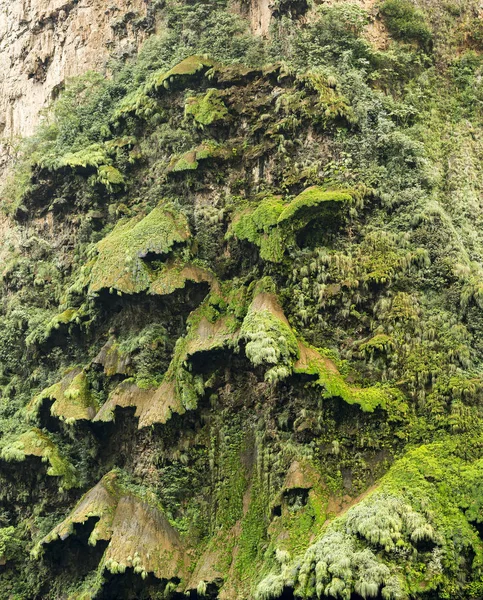 Arbol Navidad Eller Julgran Vattenfallet Sumidero Canyon Chiapas Mexiko — Stockfoto