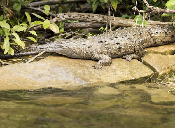 Krokodyl Brzegu Rzeki Kanionie Sumidero Chiapas Meksyk — Zdjęcie stockowe