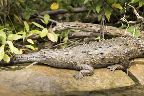 Crocodile Eau Douce Sur Rivière Grijalva Chiapas Mexique — Photo