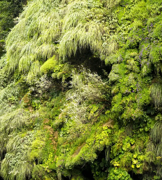 詳細な背景として緑の苔やミネラル蓄積のクローズ アップ — ストック写真
