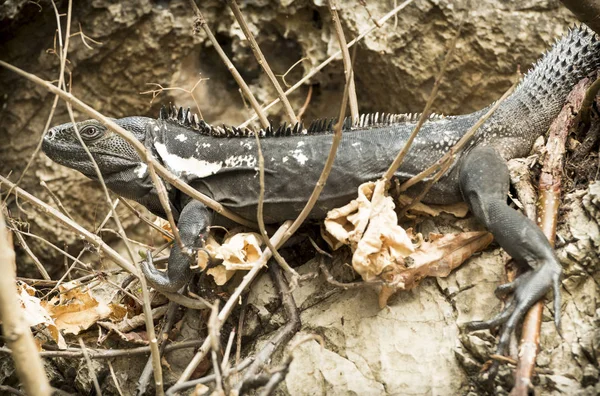 Jaszczurka Kanionie Sumidero Chiapas Mexico — Zdjęcie stockowe