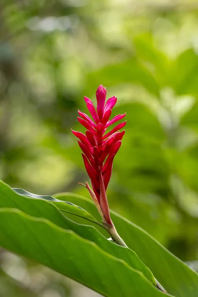 Alpinia Purpurata Red Ginger Uma Vibrante Planta Tropical Rosa — Fotografia de Stock