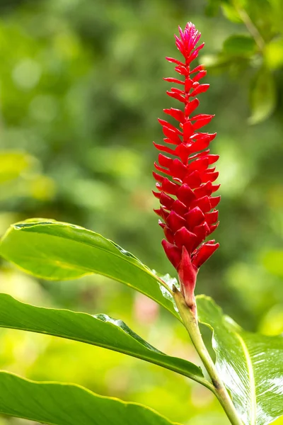 Pianta tropicale Alpinia Purpurata — Foto Stock