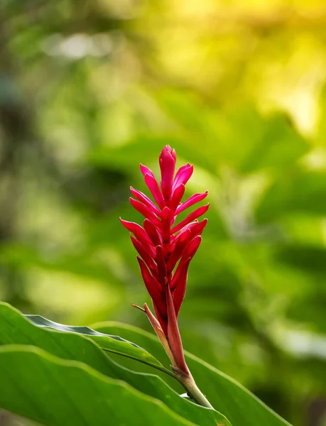 Zenzero rosso palnt tropicale — Foto Stock