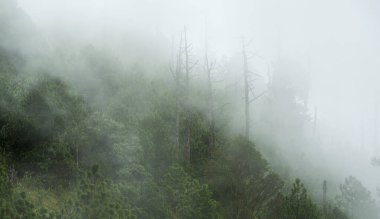 Orman manzarası, Orta Amerika, Guatemala 'daki volkanik yürüyüş parkurunda bulut ve sisle kaplı.
