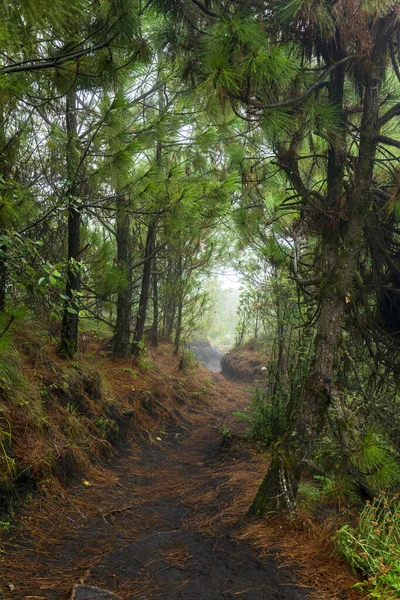 Trilha Caminhada Através Floresta Densa Vulcão Acatenango Guatemala — Fotografia de Stock
