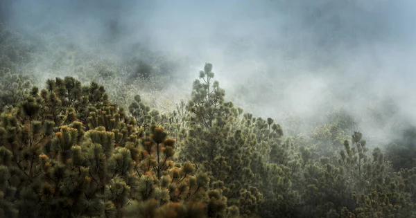 Лесной Пейзаж Видом Облако Туман Пешеходной Тропе Вулкана Акатенанго Гватемале — стоковое фото