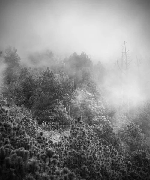 Vista Paisagem Florestal Com Nuvem Nevoeiro Trilha Caminhada Até Vulcão — Fotografia de Stock