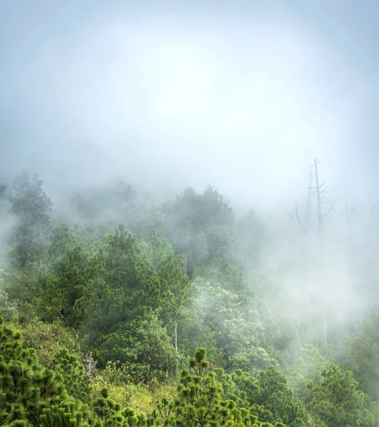 中央アメリカ グアテマラのアカテナンゴ火山の上のハイキングコース上の雲と霧の森の風景 — ストック写真