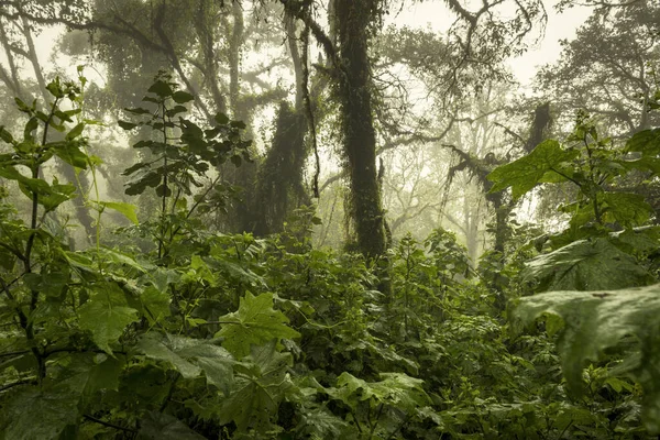 Moody Jungle Landschap Met Mist Acatenango Vulkaan Guatemala — Stockfoto