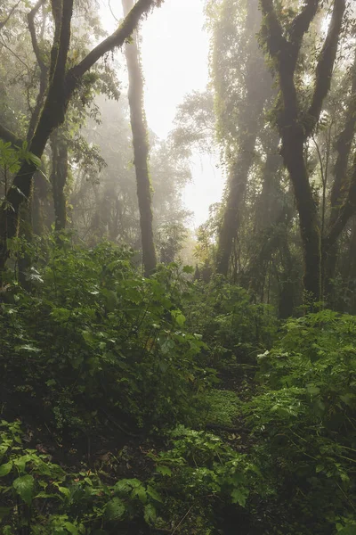 危地马拉Acatenango火山上雾弥漫的穆迪丛林景观 — 图库照片