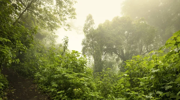 Paysage Jungle Moody Avec Brouillard Sur Volcan Acatenango Guatemala — Photo