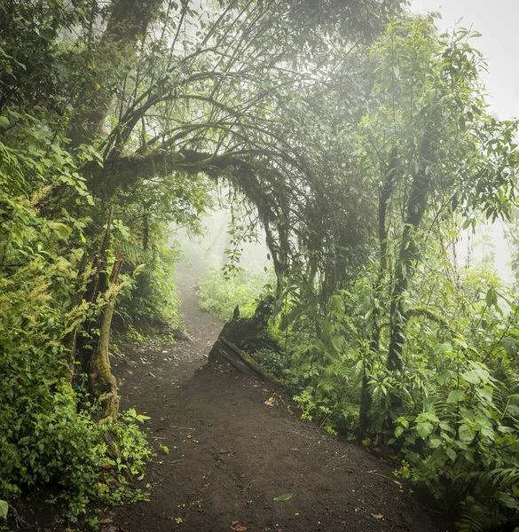 グアテマラのアカテナンゴ火山の霧とムーディージャングルの風景 — ストック写真