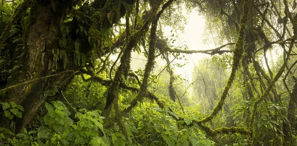 危地马拉Acatenango火山上雾弥漫的穆迪丛林景观 — 图库照片