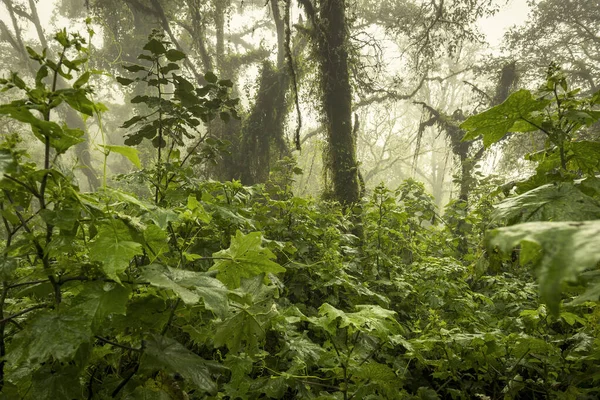 Moody Džungle Krajina Mlhou Sopce Acatenango Guatemale — Stock fotografie