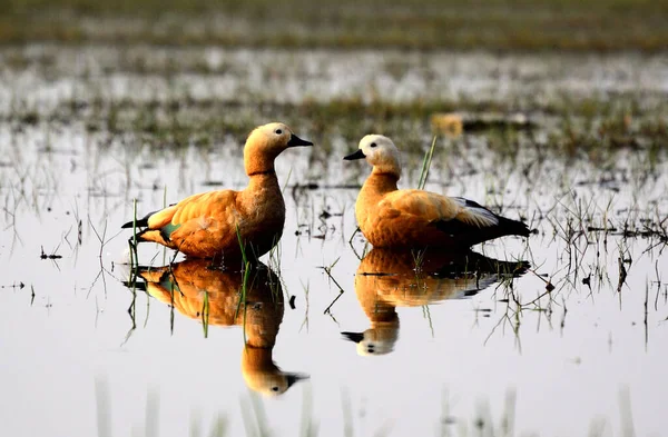 Golden Duck Couple , Migratory Bird, Mangalajodi, Indian Nature View
