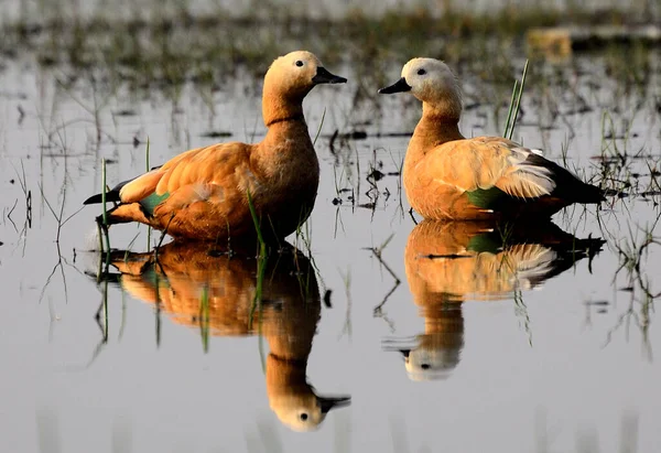 Golden Duck Couple , Migratory Bird, Mangalajodi, Indian Nature View, Ring on the Neck is Male