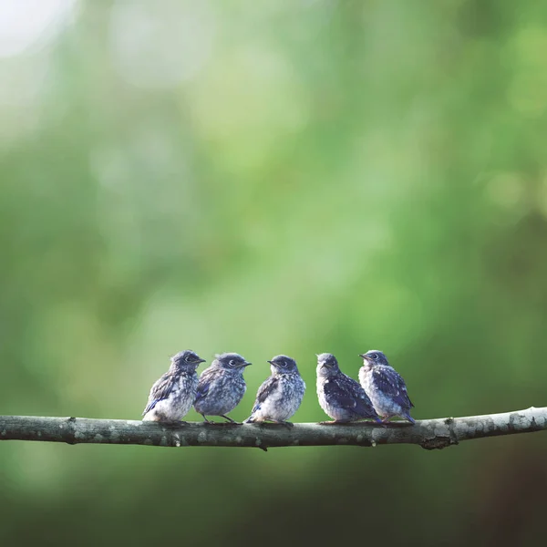 Pássaros azuis bebê em uma árvore — Fotografia de Stock