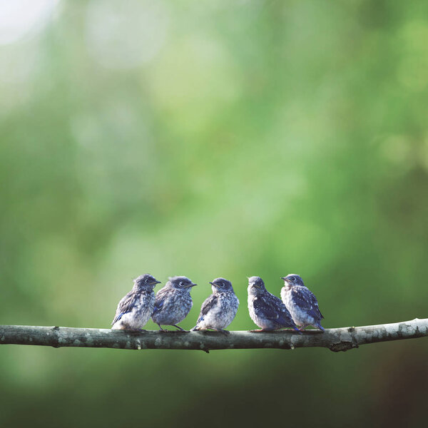 Baby blue birds in a tree
