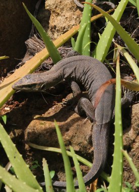 Sri Lanka adasında doğadaki kertenkele