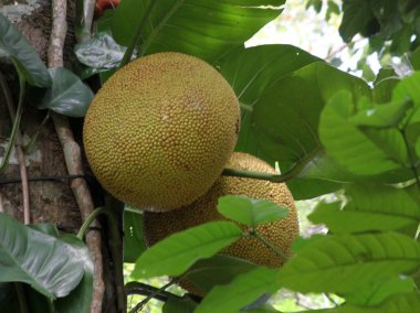 Sri Lanka 'da bir ağaçta ekmek meyvesi